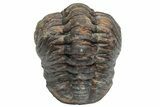 Wide, Curled Morocops Trilobite - Morocco #224107-2
